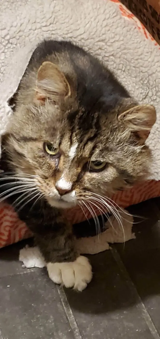 Gus