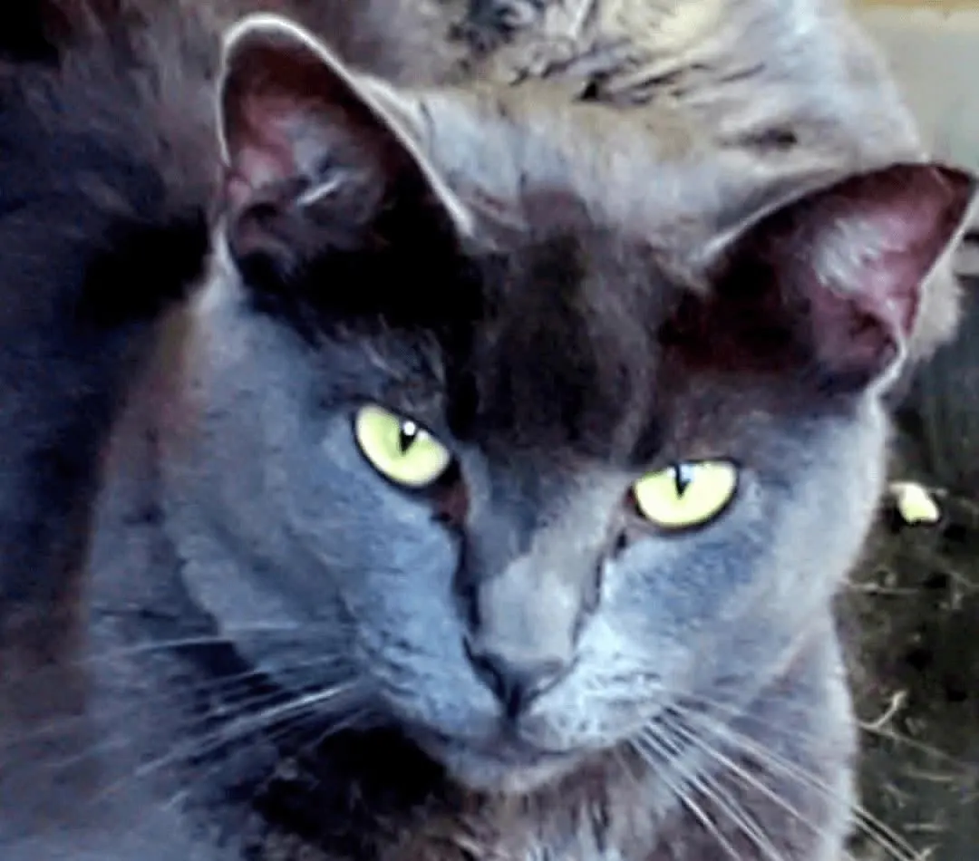 Onyx