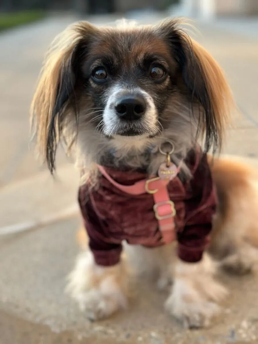 Ruthie, photo 4 of 5